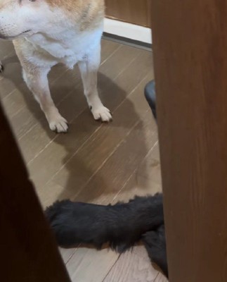 バンデちゃんがストッパーに!!