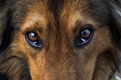 犬の瞳のアップ