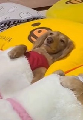 お布団をかけて寝ている2匹の犬…とんでもなく尊い『子供のような寝姿』と『予想外の視線』が97万再生「前世は絶対人間」「吹き出したｗ」