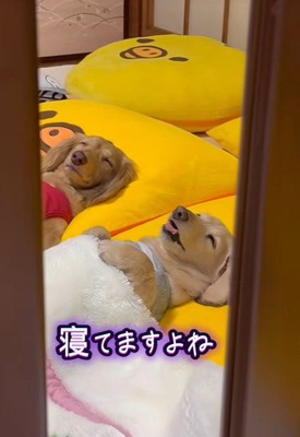 鏡に映る2匹