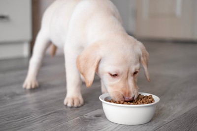 ごはん、レトリバーの子犬