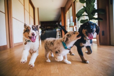 室内、子犬3匹