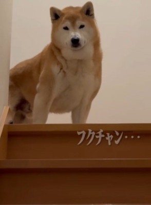 お兄ちゃん、頑張って…!