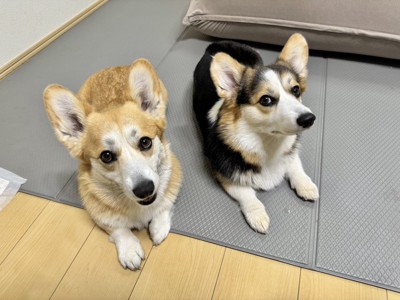 仲良し姉妹