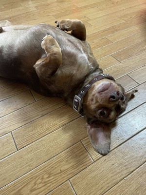 ヘソ天