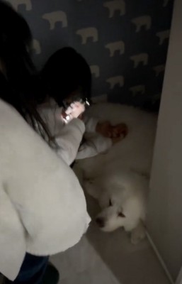 グラくん発見!