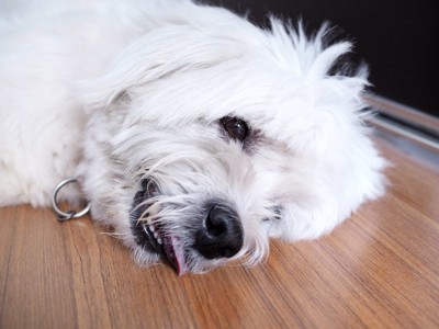 舌を出して床に横になる犬