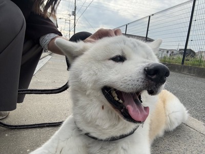 ニコニコ