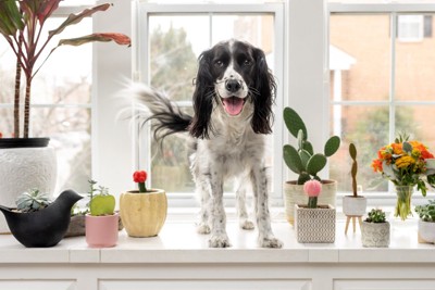 観葉植物に囲まれる犬