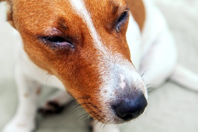 目を細めている犬