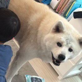 困り顔