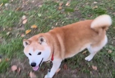 振り向く犬