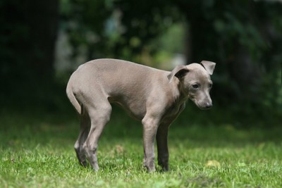 芝生に立つ犬