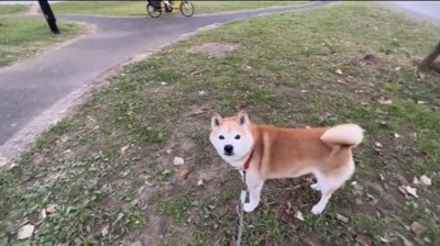 見つめる犬