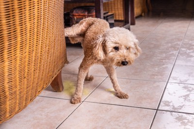 椅子におしっこしてしまう犬