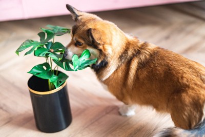 観葉植物に触れるコーギー