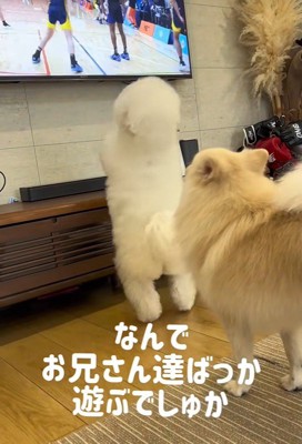 「それ、僕のボールだよね?」