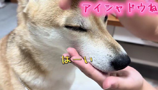 小さな女の子が犬をギャルにしようと『カツラを被せた』結果→思った以上の『仕上がり』が21万再生「想像の10倍似合ってて草」「美人ｗｗ」