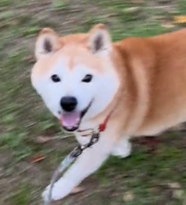 笑顔で歩く犬