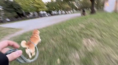 走る犬