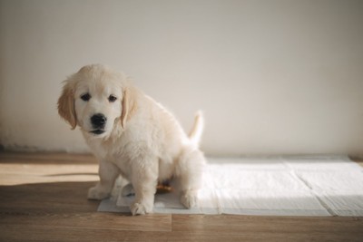 トイレシーツの上に座る子犬