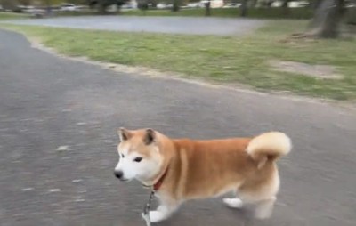 歩く犬