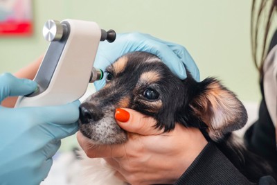 目の検査をされている犬
