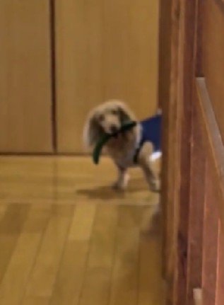 可愛い姿に許しちゃう!!