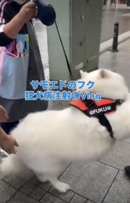 動物病院、断固拒否!