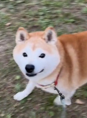見上げる犬