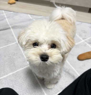 あざとい