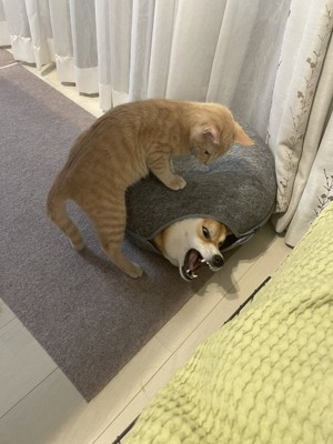 おかか