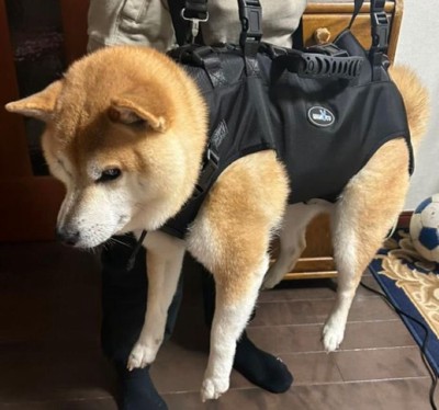 哀愁漂う姿