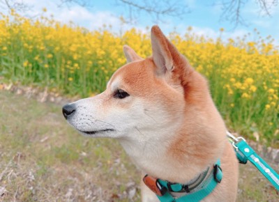 美しい