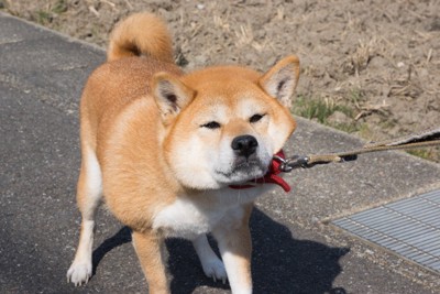 引っ張られる柴犬