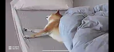 お留守番