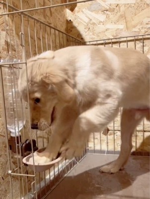 水をこぼす犬7