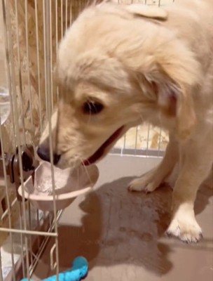 水をこぼす犬6