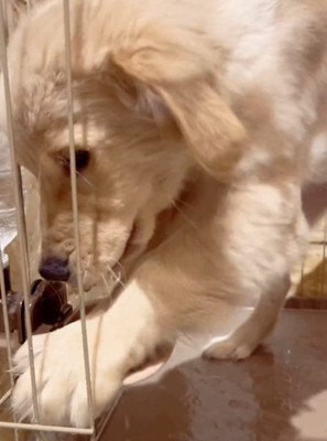 水をこぼす犬5