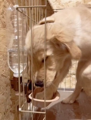 水をこぼす犬2