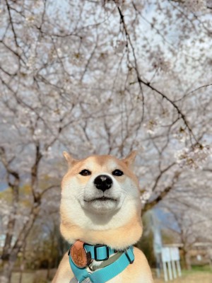 桜
