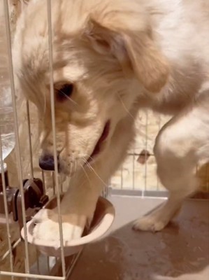 水をこぼす犬4