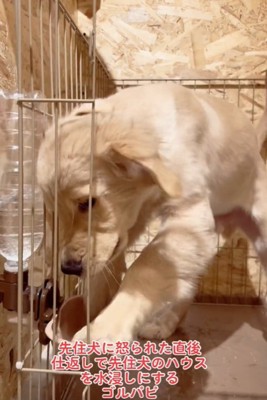 水をこぼす犬1