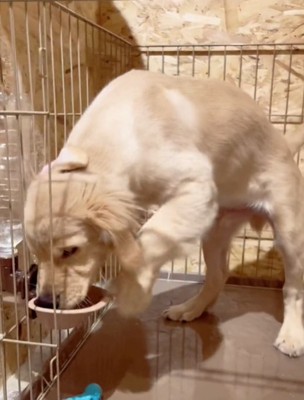 水を飲む犬