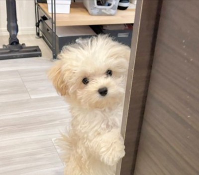 ひょっこり