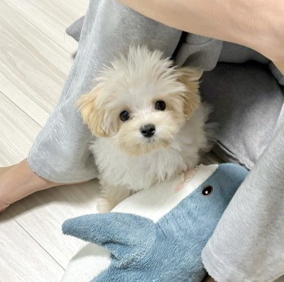 パパ