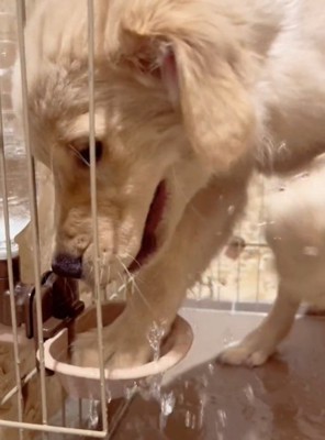 水をこぼす犬3