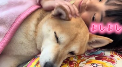 柴犬を撫でる