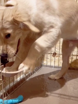 水をこぼす犬8