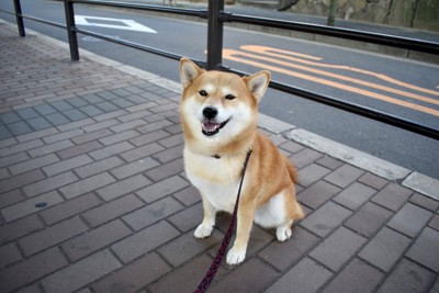 座る柴犬